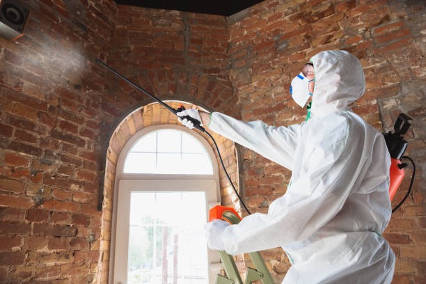 Best Environmental Consulting for Mold Prevention  in Macarthur, WV